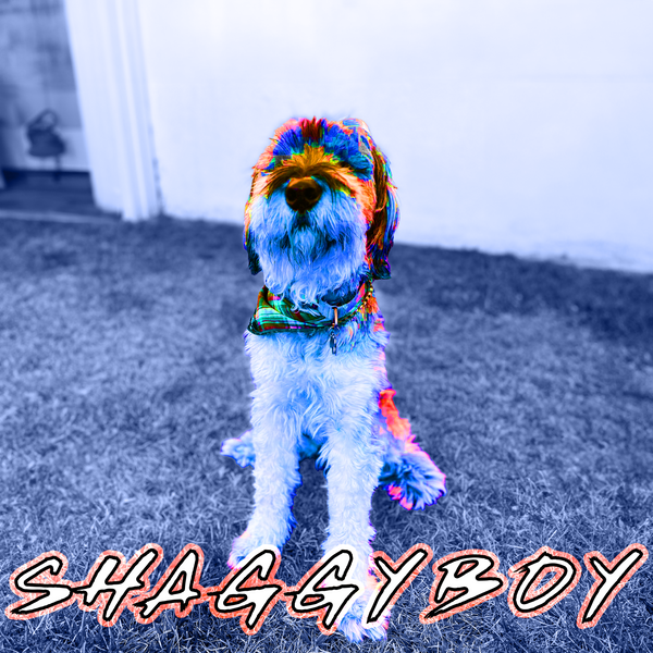 Shaggy Boy